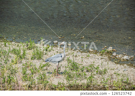京都市灰鷺鴨川 126523742
