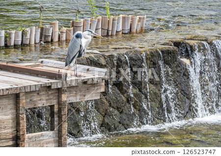 A grey heron on a temporary fishway in Kamogawa, Kyoto A grey heron on a temporary fishway in Kamogawa, Kyoto 126523747