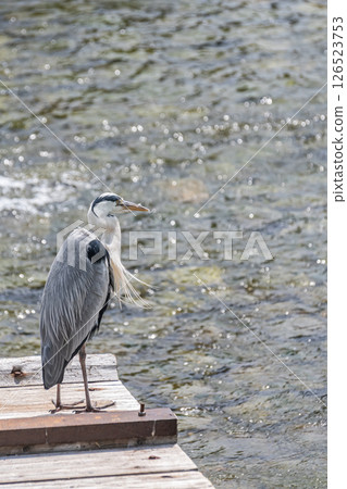 京都鴨川臨時魚道上的一隻蒼鷺 京都鴨川臨時魚道上的一隻蒼鷺 126523753