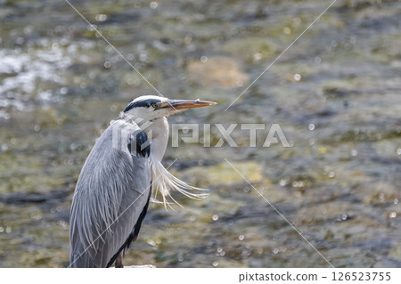 京都鴨川臨時魚道上的一隻蒼鷺 京都鴨川臨時魚道上的一隻蒼鷺 126523755
