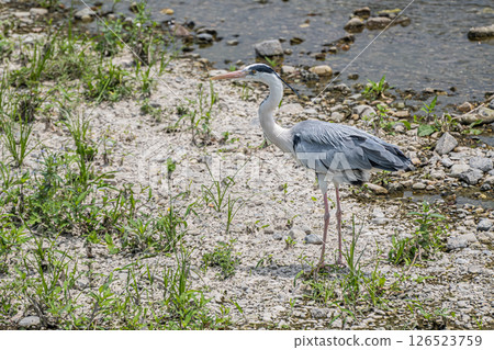 京都市灰鷺鴨川 126523759