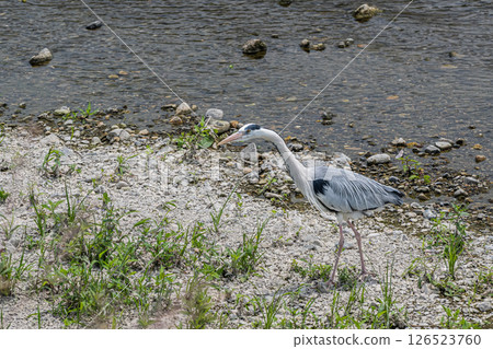 京都市灰鷺鴨川 126523760
