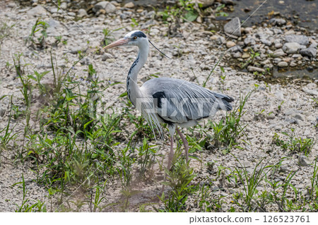 Grey Heron, Kamogawa River, Kyoto City 126523761