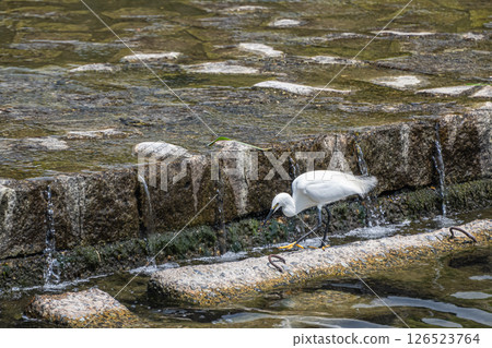 A little egret searching for food under the Kamo River dam in Kyoto City A little egret searching for food under the Kamo River dam in Kyoto City 126523764