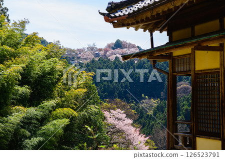 奈良縣春天的吉野、如意輪寺和中千本櫻 126523791