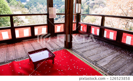 Yoshino - Nakasenbonzakura seen from the tea ceremony at Nyoirinji Temple, Nara Prefecture 126523858
