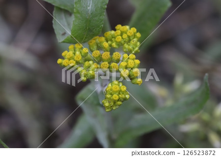 Small yellow flowers of chickweed blooming on the roadside in spring Small yellow flowers of chickweed blooming on the roadside in spring 126523872