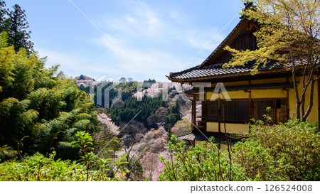 Yoshino, Nyoirinji Temple and Nakasenbonzakura in Spring, Nara Prefecture Yoshino, Nyoirinji Temple and Nakasenbonzakura in Spring, Nara Prefecture 126524008