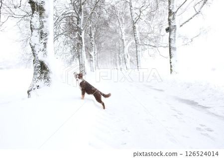 Dog is walking in the snow on a road 126524014