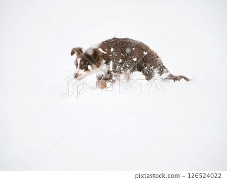 Dog is playing in the snow, with its head in the snow 126524022