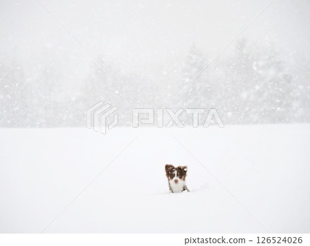 Small dog is standing in the snow, looking up at the sky 126524026