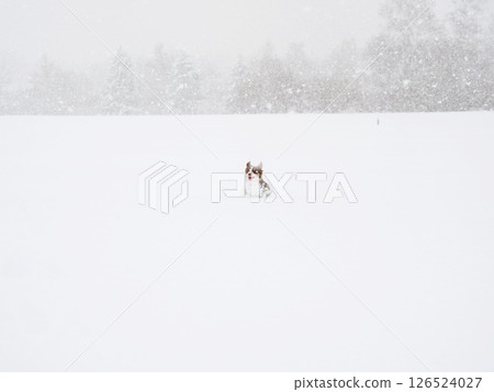 Dog is standing in the snow 126524027
