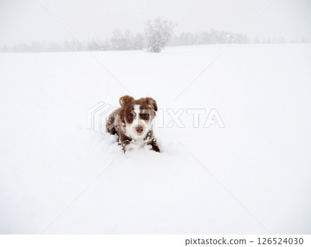 Brown and white dog is laying in the snow 126524030