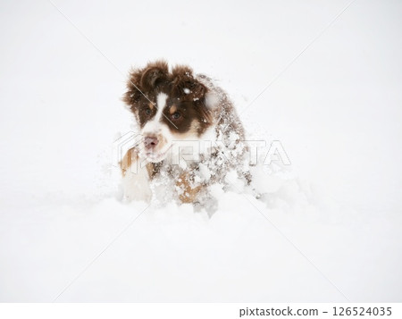 Dog is playing in the snow, with its head in the snow 126524035