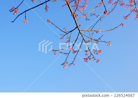 Close up blooming pink wild Himalayan Cherry flowers branch with blue sky in natural sunlight of sunny day. Copy space Close up blooming pink wild Himalayan Cherry flowers branch with blue sky in natural sunlight of sunny day. Copy space 126524087