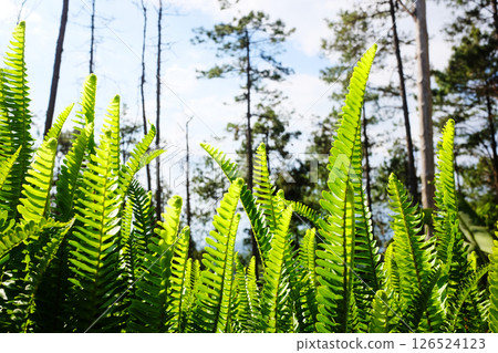 Fresh fern leaves plant in tropical pine forest with blue sky in Thailand 126524123