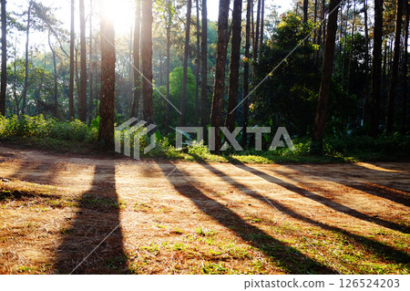Beautiful sunshine in pine forest with walking route dirty road on the mountain in natural sunlight in forest of Thailand Beautiful sunshine in pine forest with walking route dirty road on the mountain in natural sunlight in forest of Thailand 126524203
