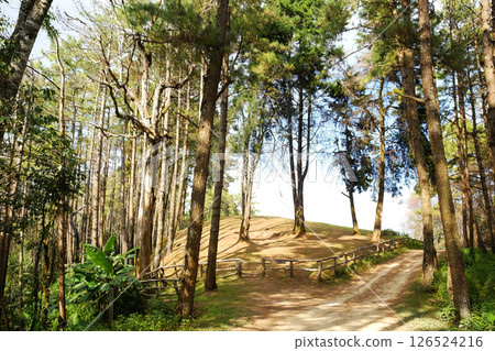 Beautiful sunshine in pine forest with winding mountain roads and walking route dirty road and wooden fence on the hill in natural sunlight in Thailand Beautiful sunshine in pine forest with winding mountain roads and walking route dirty road and wooden fence on the hill in natural sunlight in Thailand 126524216