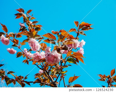 關山櫻花風景 關山櫻花風景 126524230