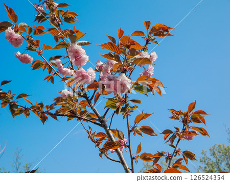 Scenery with Sekiyama cherry blossoms 126524354