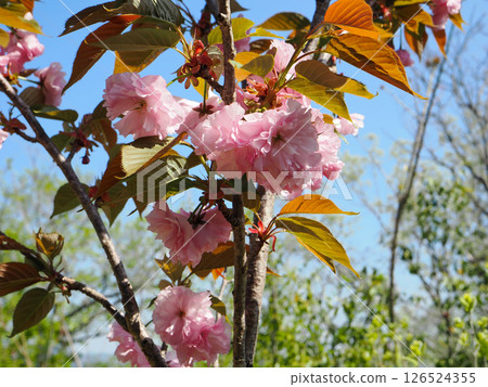 關山櫻花風景 126524355