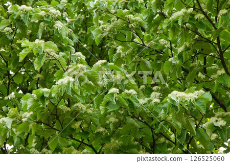 Green young leaves 126525060