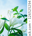 Lilies blooming against the blue sky 126525294