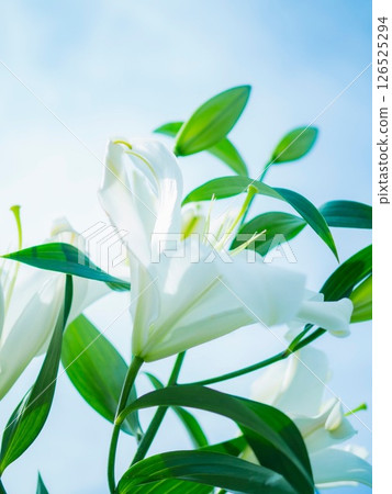 Lilies blooming against the blue sky Lilies blooming against the blue sky 126525294