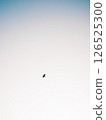 Seagull which fly in the sky 126525300