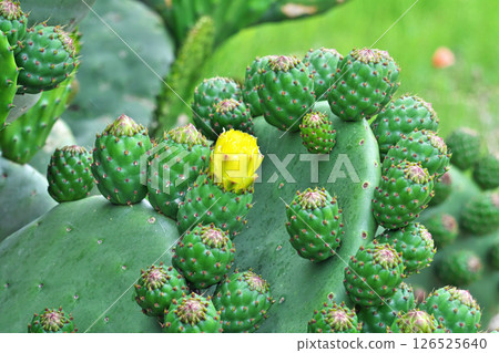 Yellow prickly pear cactus flowers and buds (fruit) (spring, May) 126525640
