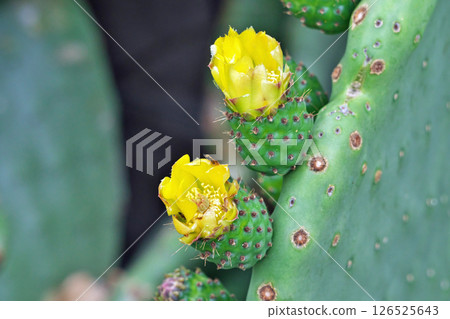 黃色仙人掌花和芽（果實）（春季，五月） 126525643