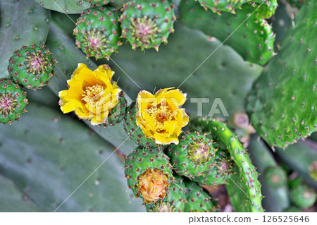 Yellow prickly pear cactus flowers and buds (fruit) (spring, May) Yellow prickly pear cactus flowers and buds (fruit) (spring, May) 126525646