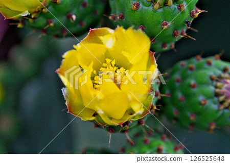 Yellow prickly pear cactus flowers and buds (fruit) (spring, May) Yellow prickly pear cactus flowers and buds (fruit) (spring, May) 126525648