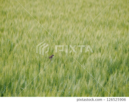 A lone sparrow in a vast wheat field 126525906
