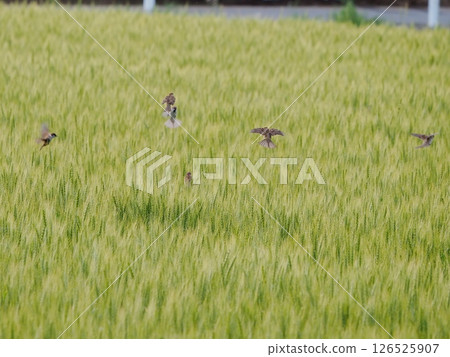 Sparrows in the wheat field 126525907
