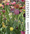 七彩花朵 126526127