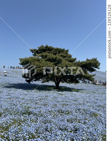 粉紅蝶藍天 126526128