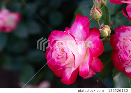 可愛的粉紅玫瑰 126526180