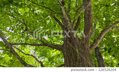 Fresh green Katsura tree Towada Katsura Deciduous tall tree Fresh green Katsura tree Towada Katsura Deciduous tall tree 126526204