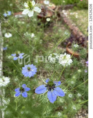 五月花園黑種草 五月花園黑種草 126526206