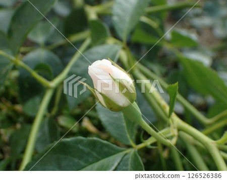 rose flower bud rose flower bud 126526386