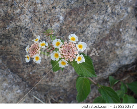 White lantana flower White lantana flower 126526387