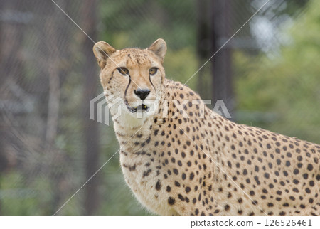 Cheetah 126526461