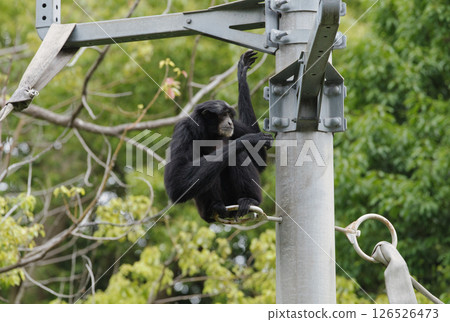 Gibbons Gibbons 126526473