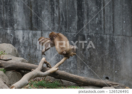 日本獼猴 日本獼猴 126526491