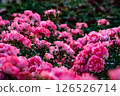 Pink rose in full bloom 126526714