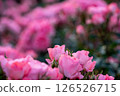 Pink rose and back blur 126526715