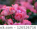 Pink rose 126526716