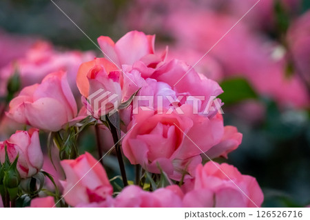 粉紅玫瑰 126526716