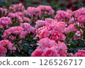 Pink rose garden 126526717